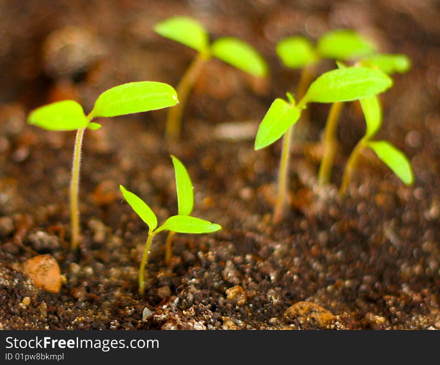 Green sprout on blur background