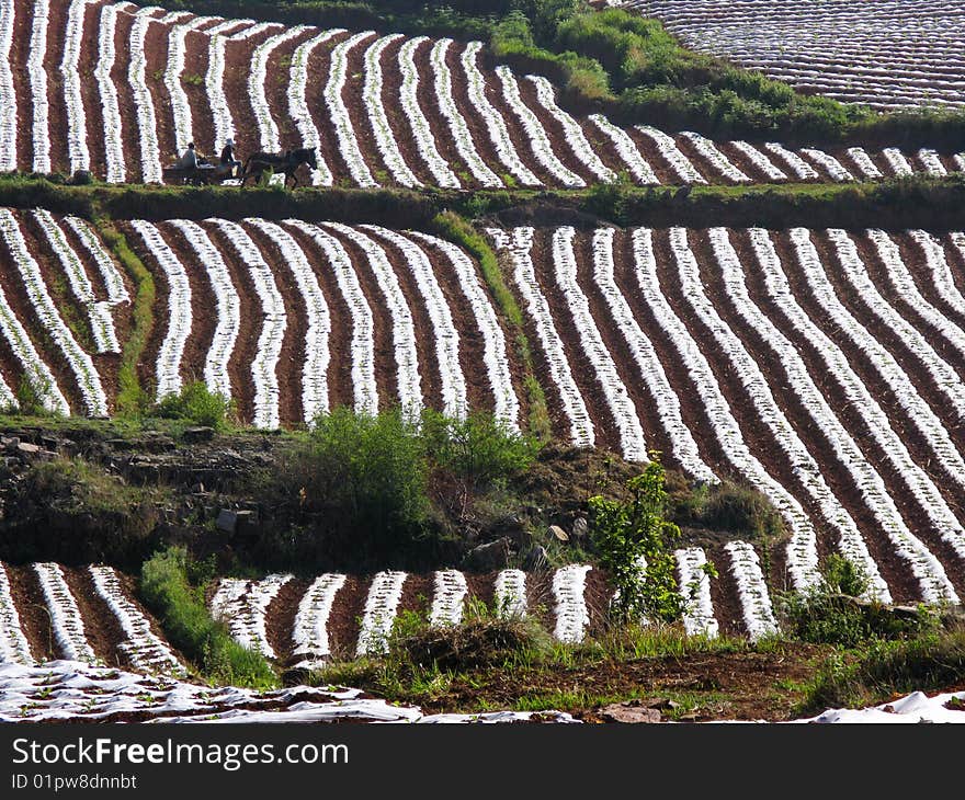 The crop are growing in fields of scene. The crop are growing in fields of scene