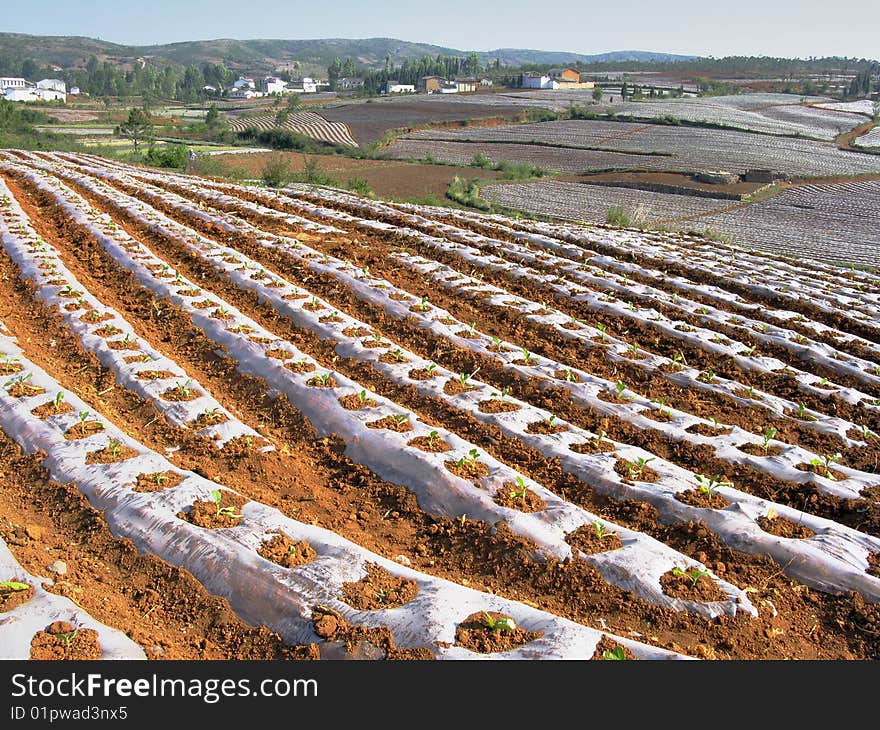 The crop are growing in fields of scene. The crop are growing in fields of scene