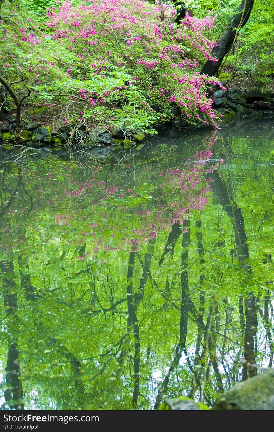 Reflection of a purple flowering tree and the green forest in a small pond. Reflection of a purple flowering tree and the green forest in a small pond