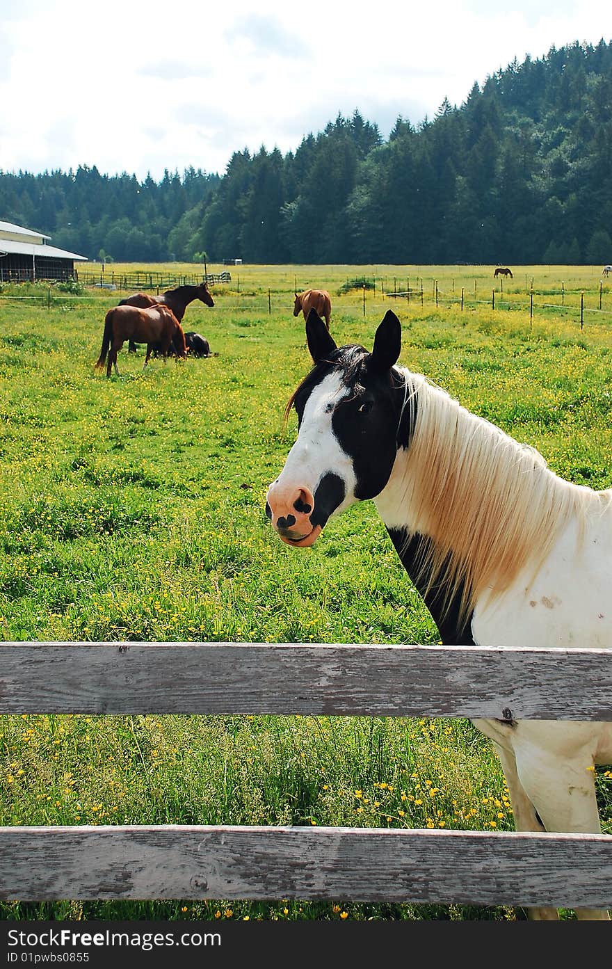 Black And White Horse