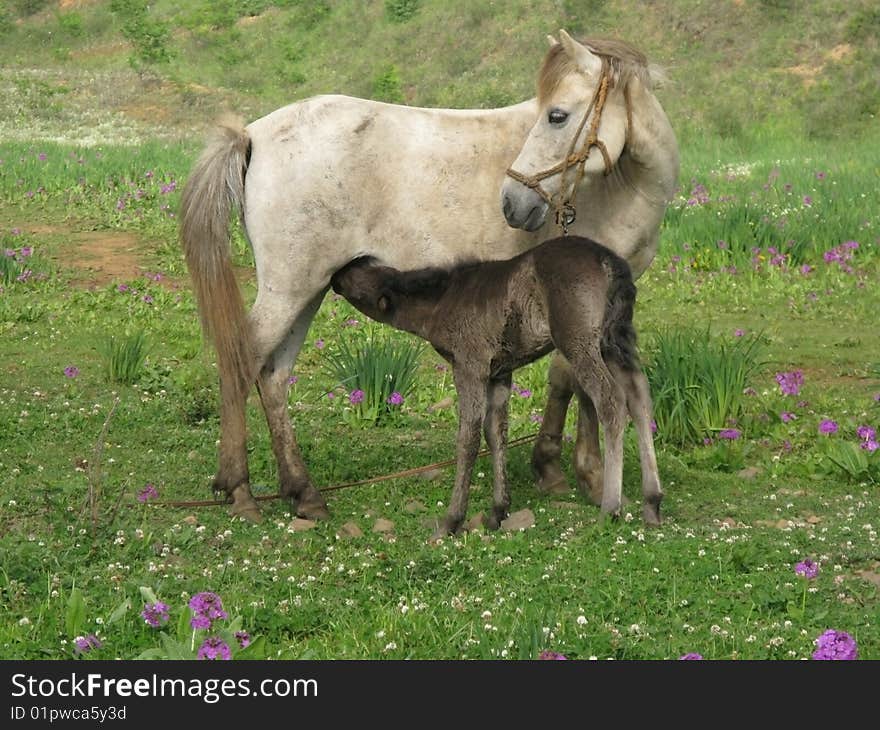 Mother And Son