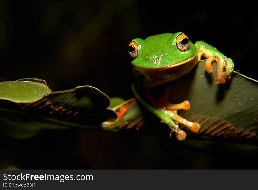 Moltrechtis Green Tree Frog