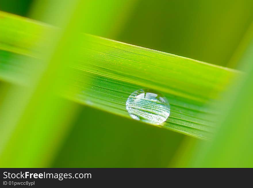 Dewdrop in the morning