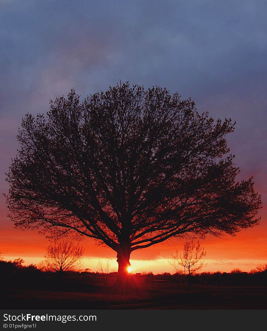 Backlit oak against sunset after storm. Backlit oak against sunset after storm