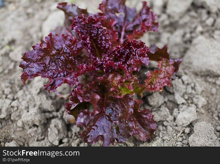 A view of ripe red lettuce ready for cultivation