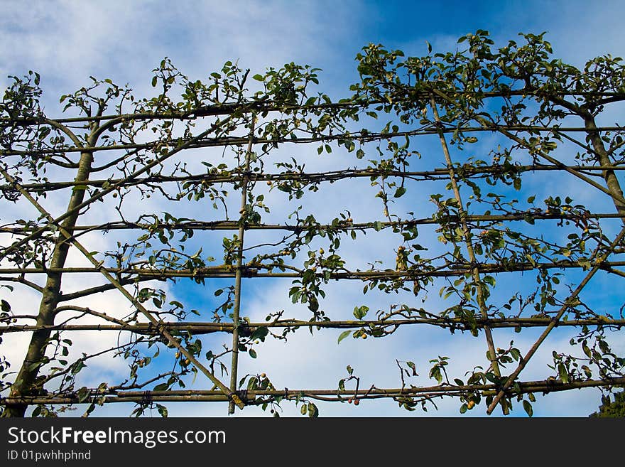 Flowers and plants growing on trellis