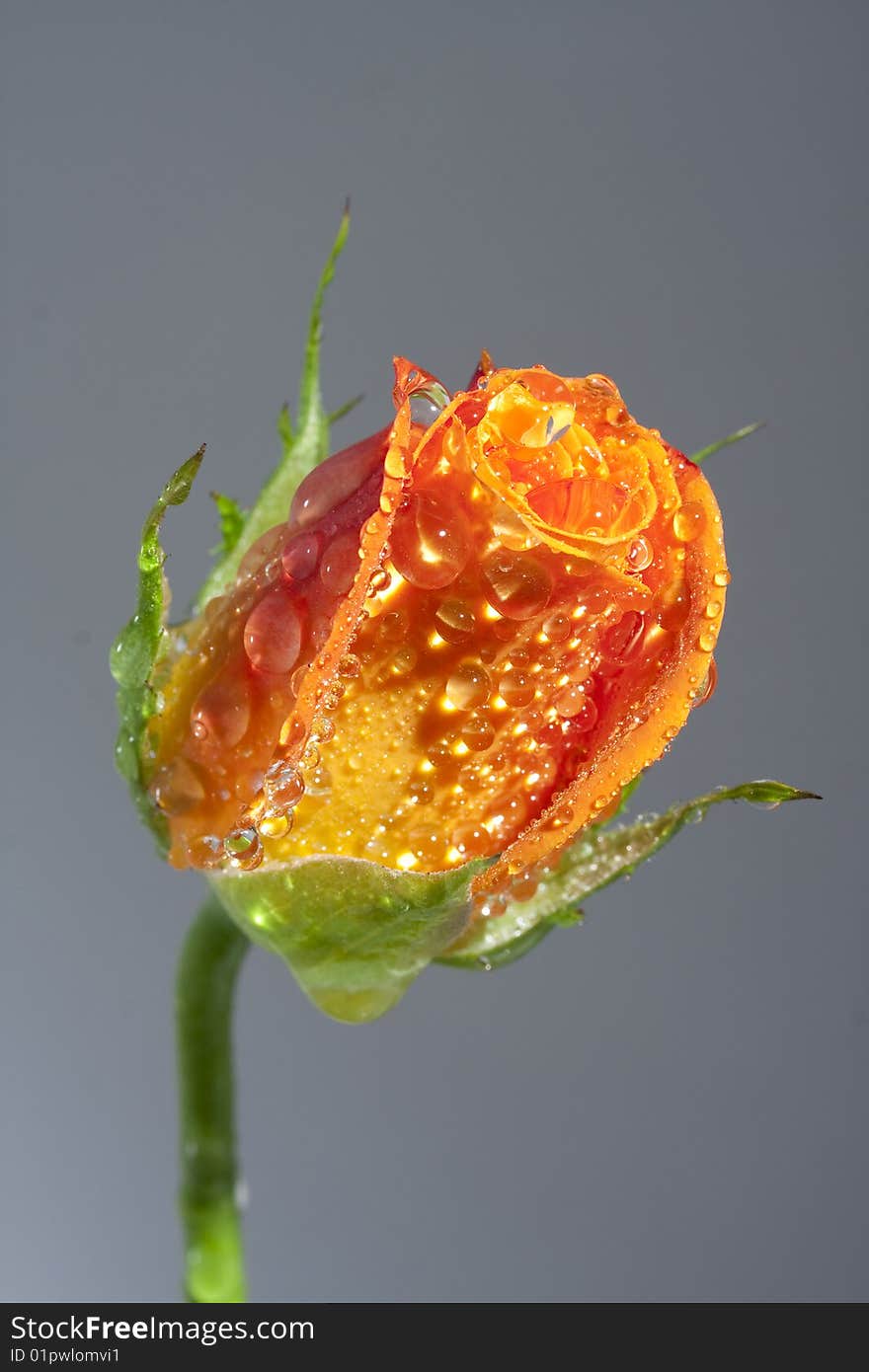 Orange Rose in drops of water close-up on grey background