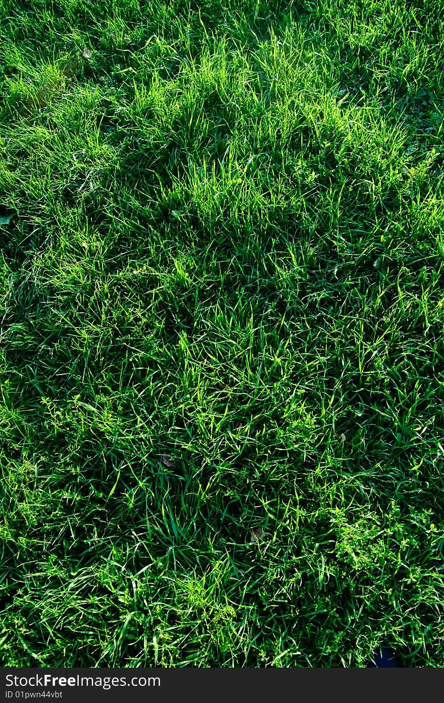 Abstract grass background