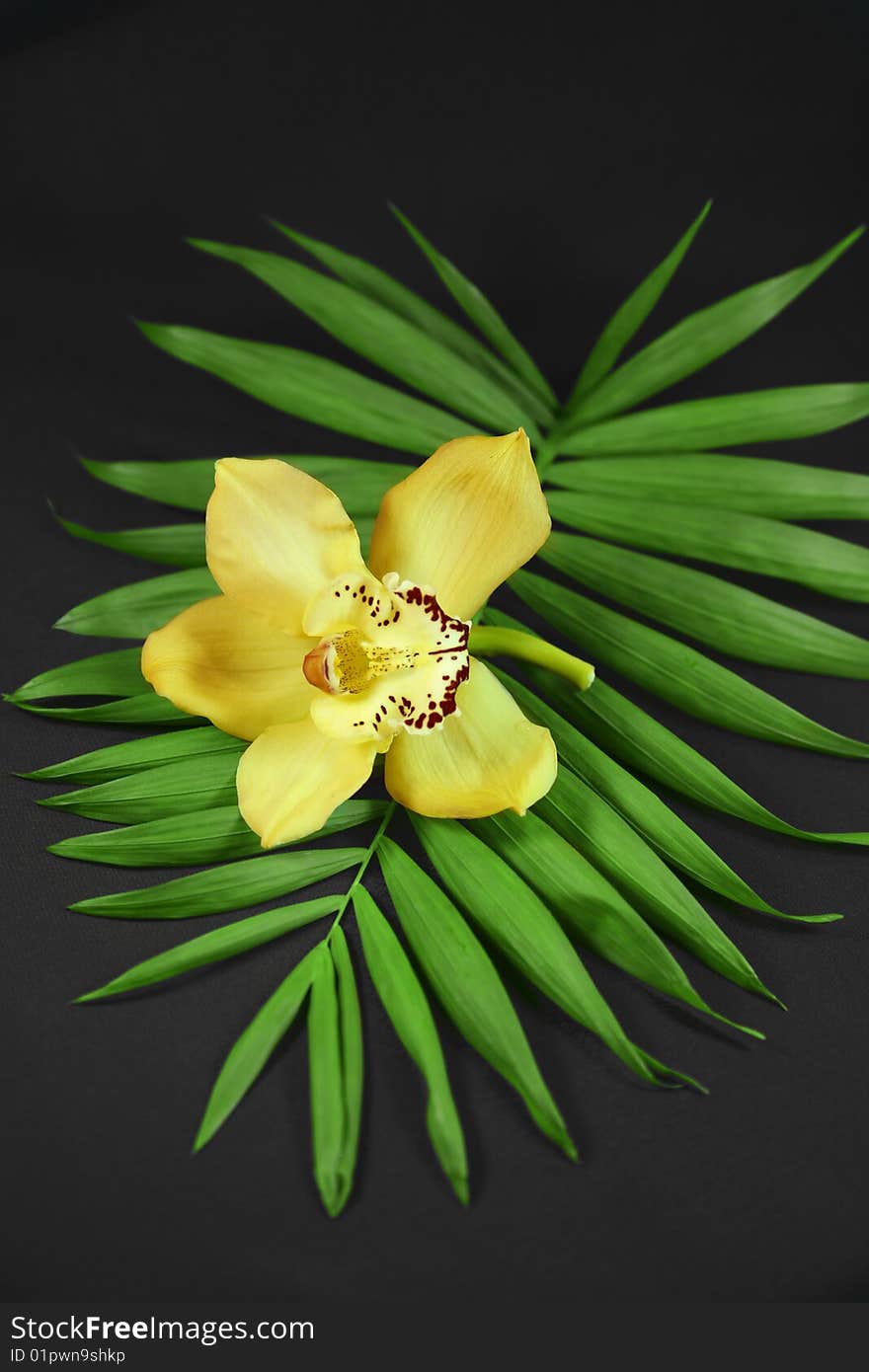 Orchid on a black background