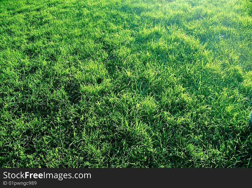 Abstract beautiful green grass background. Abstract beautiful green grass background