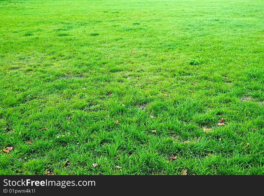 Abstract beautiful green grass background. Abstract beautiful green grass background