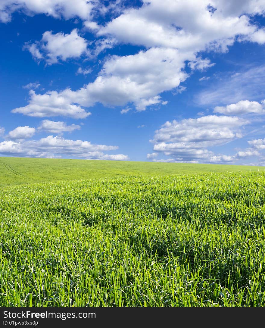 Green meadow under blue sky with clouds. Green meadow under blue sky with clouds