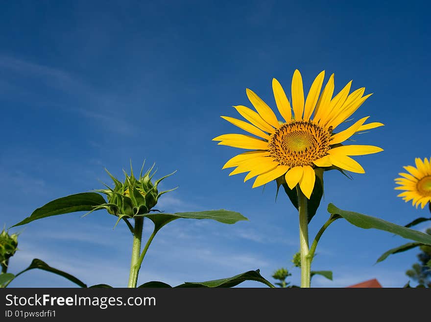 Sunflower in a field of sunflowers