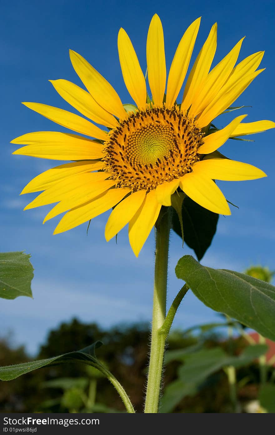 Sunflower in a field of sunflowers