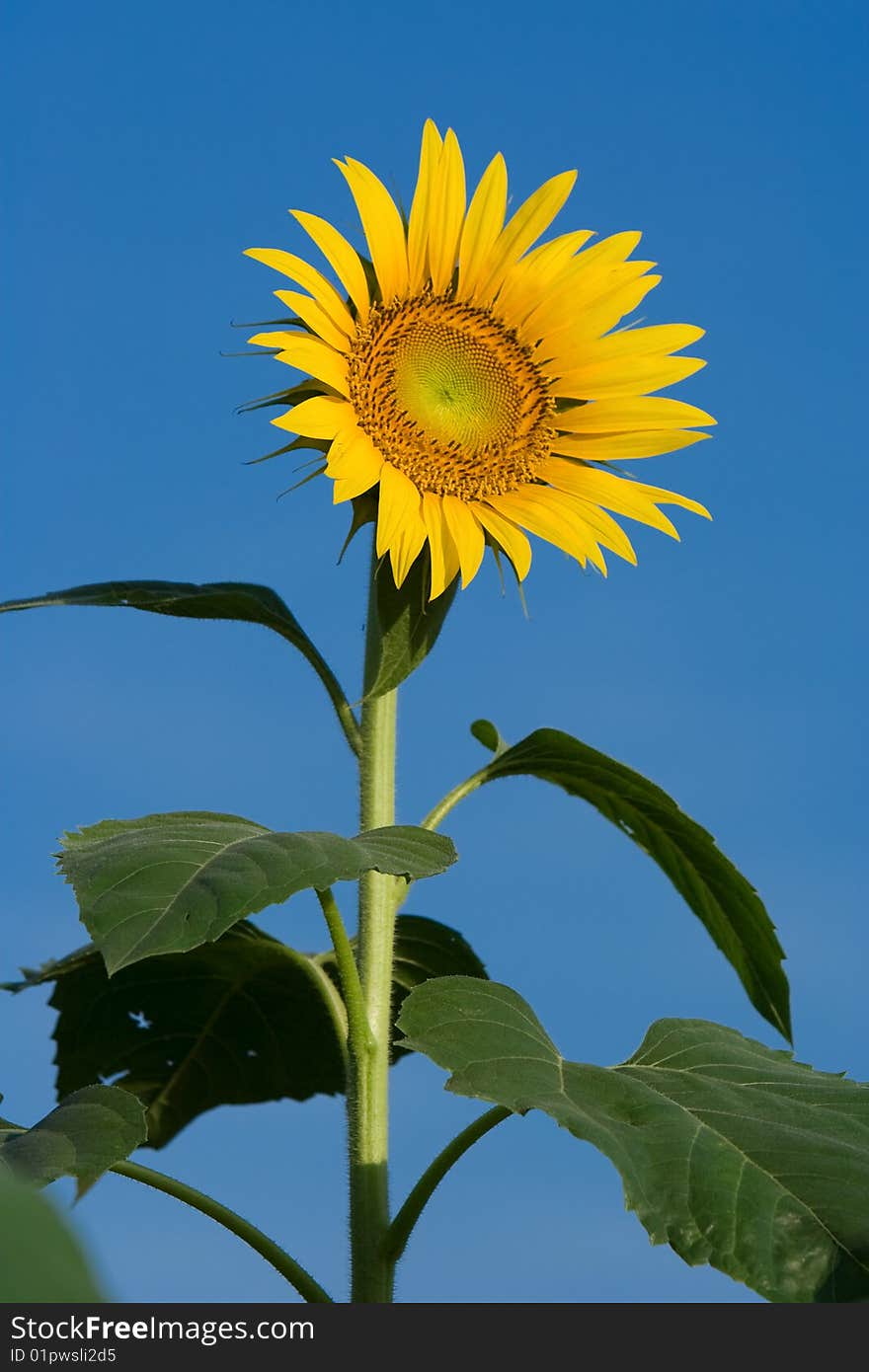 Sunflower in a field of sunflowers