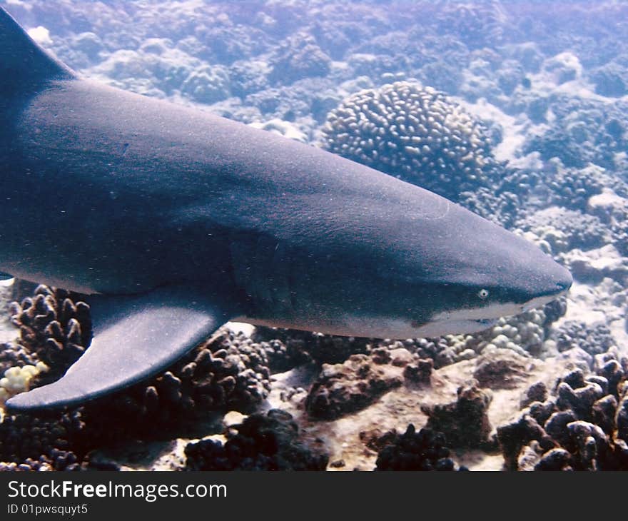 Lemon shark head