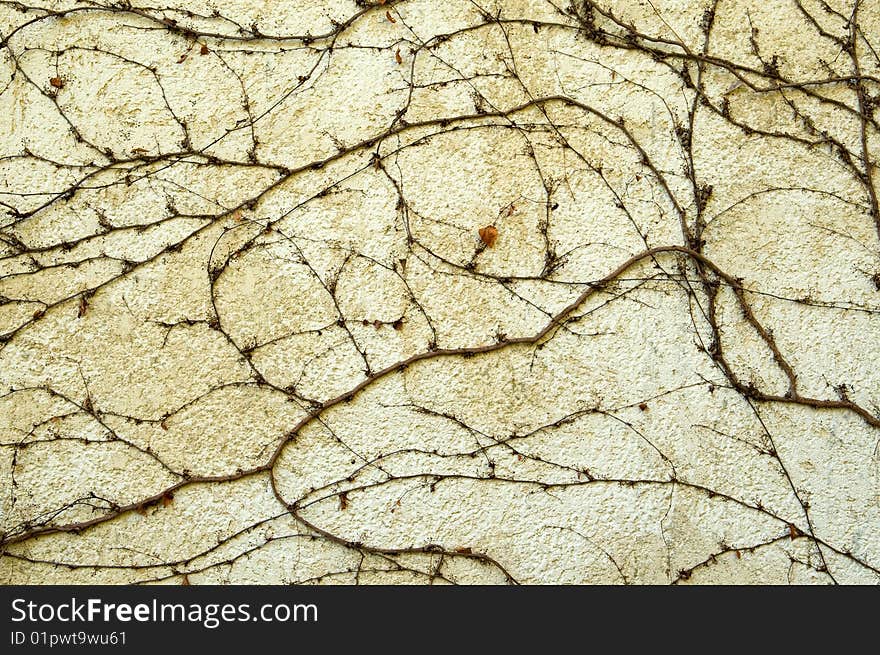 The photo of dry plant on the wall which makes the nice texture. The photo of dry plant on the wall which makes the nice texture