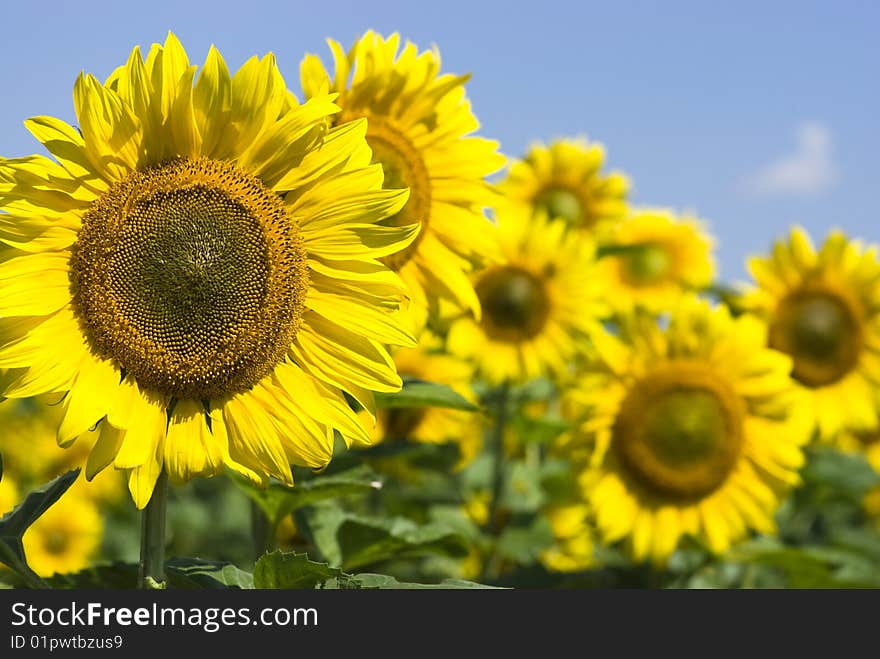 Field of flowers of sunflowers