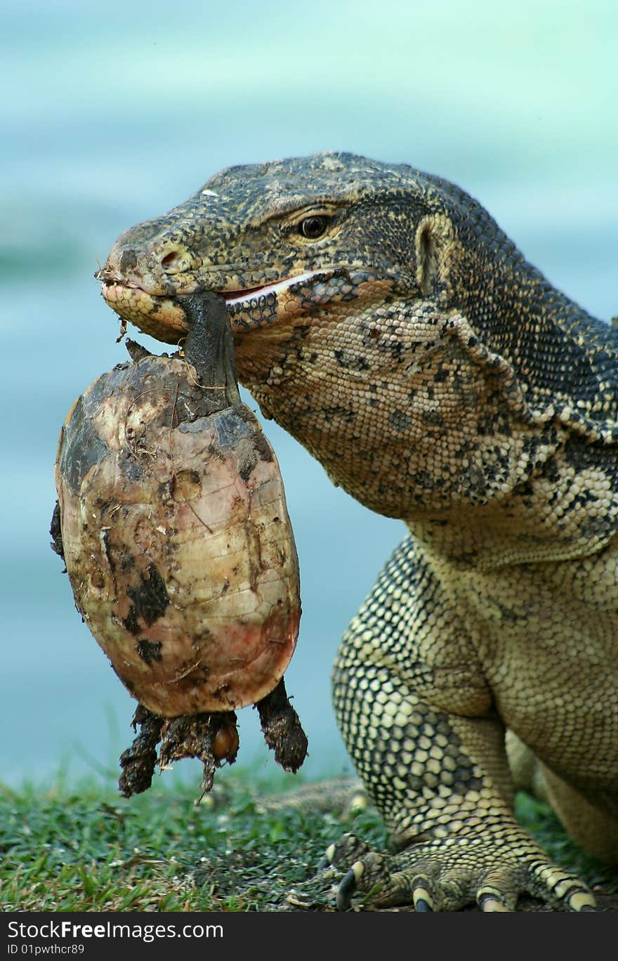 Lizard preparing to eat a turtle in Bangkok Thailand. Lizard preparing to eat a turtle in Bangkok Thailand