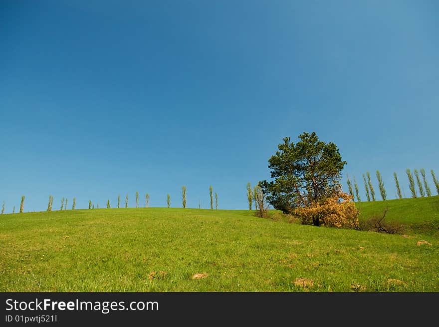 The lonely tree on the green slope. Shooted in Ukraine, Krasnokoutsk. The lonely tree on the green slope. Shooted in Ukraine, Krasnokoutsk