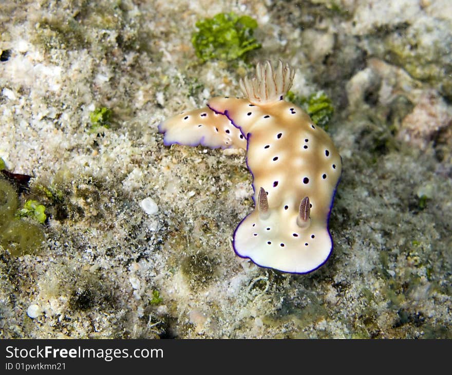 Nudibranch in Polynesia