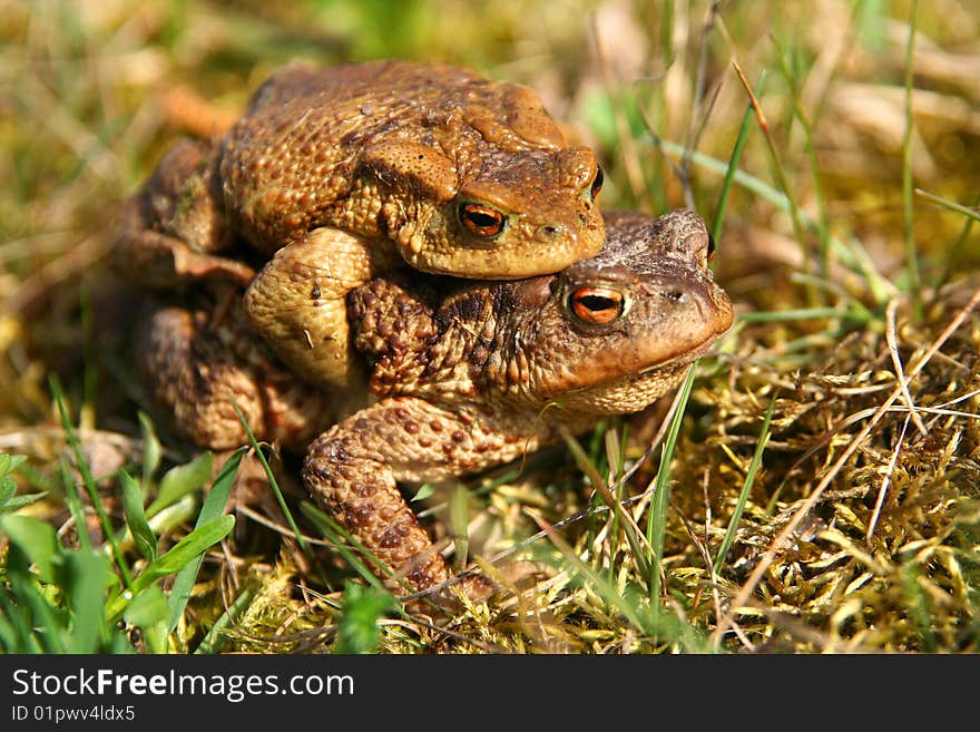 Frogs having sex in the mating season. Frogs having sex in the mating season