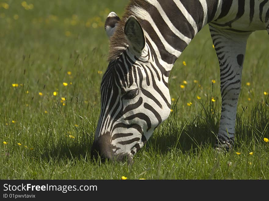 Portrait of a young Zebra eating grass.