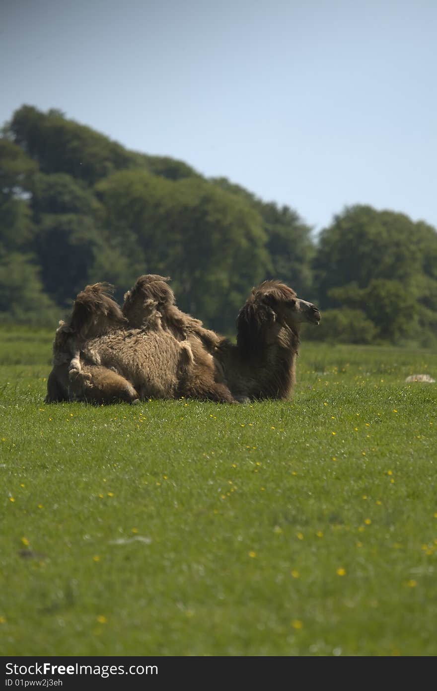 Camel sitting down in a field in the summer sunshine