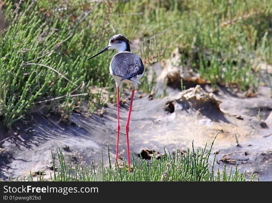 Black-Winged Stilt