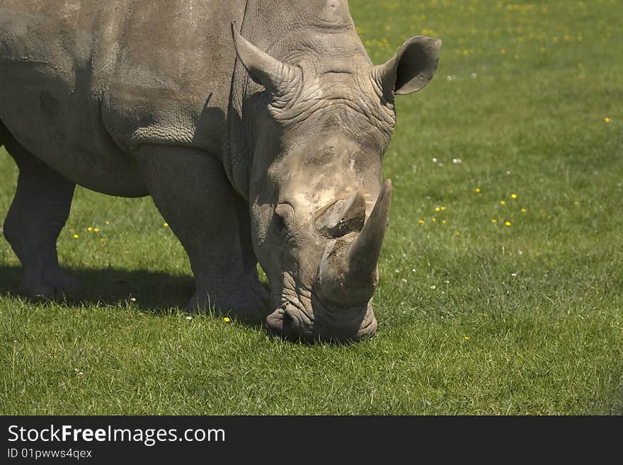 Rhinocerous munching on grass in a field.