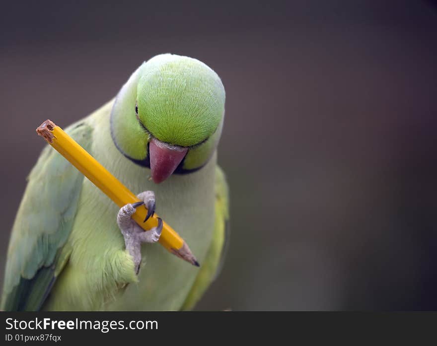 Parrot Holding Pencil