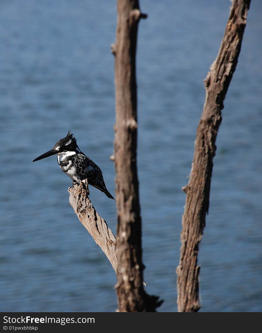 Pied Kingfisher photographed in the Pilanesberg Nature Reserve in South Africa. May 2009