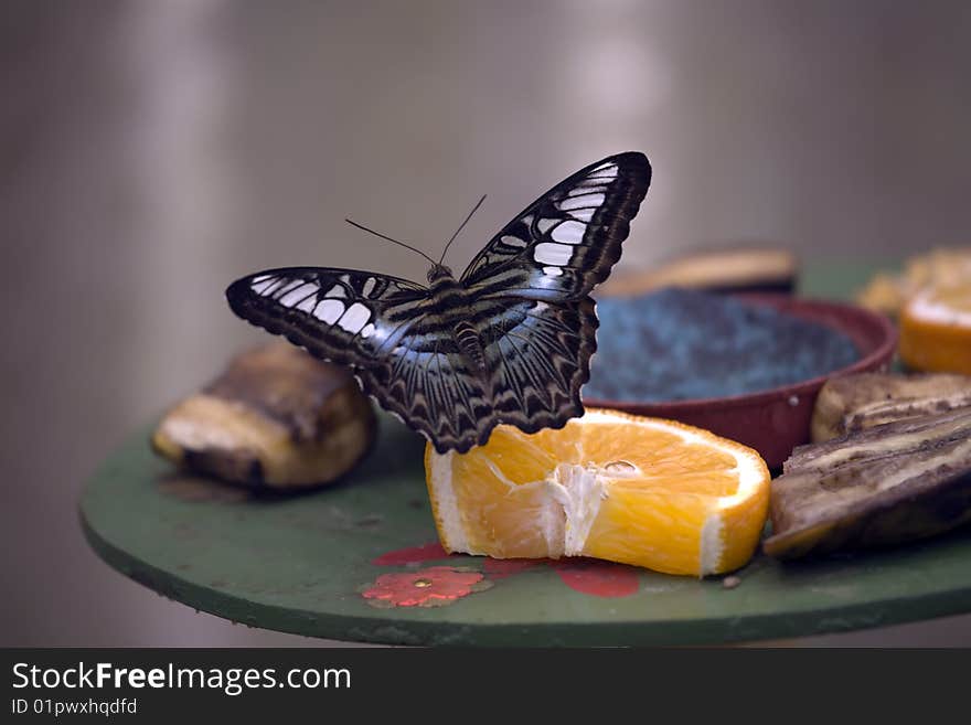 Parthenos Sylvia Butterfly resting on a plate of fruit prior to taking off