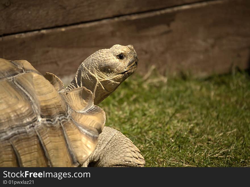 Giant Tortoise looking around his pen