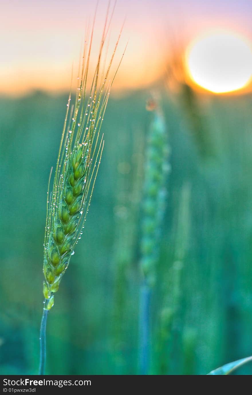 Ripening Ear Of Wheat At Sunset