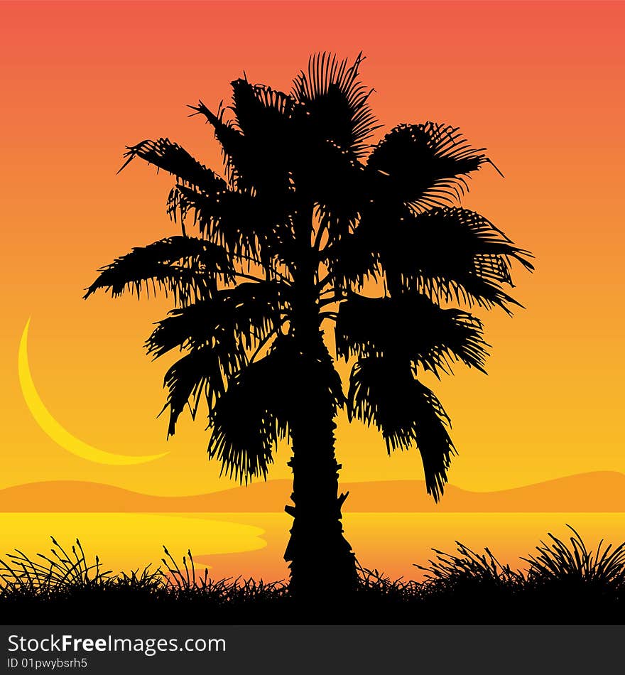 Vector illustration of a palm tree