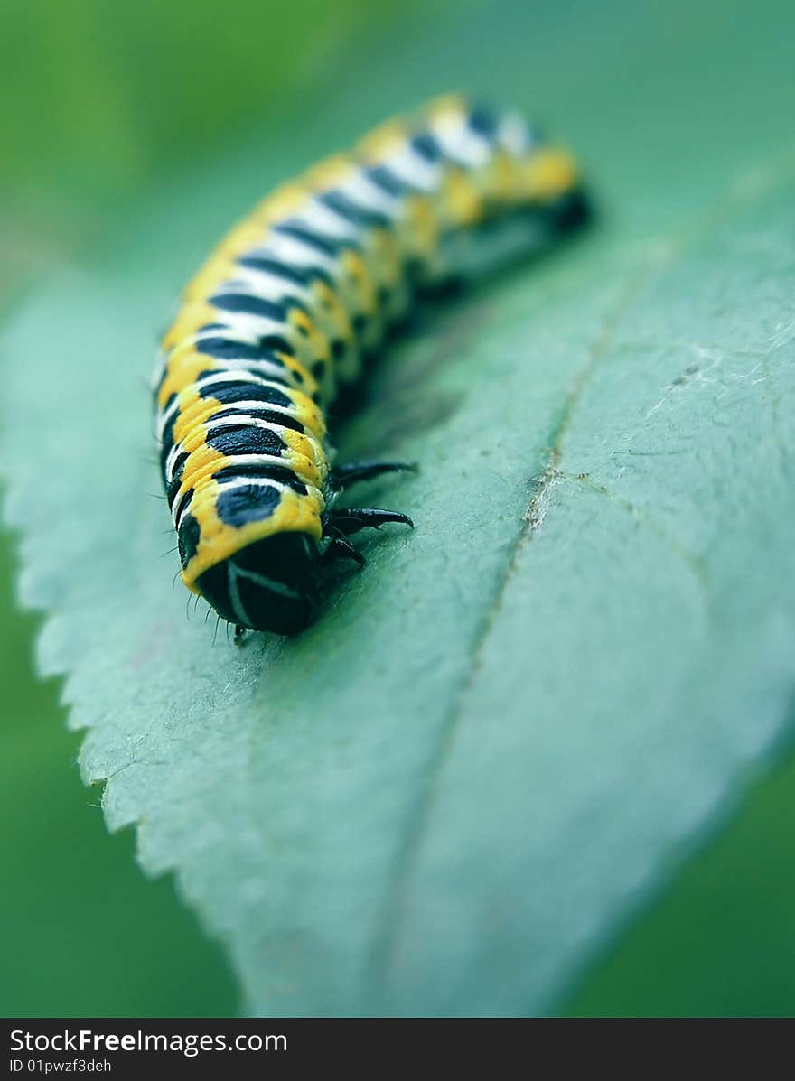 Caterpillar