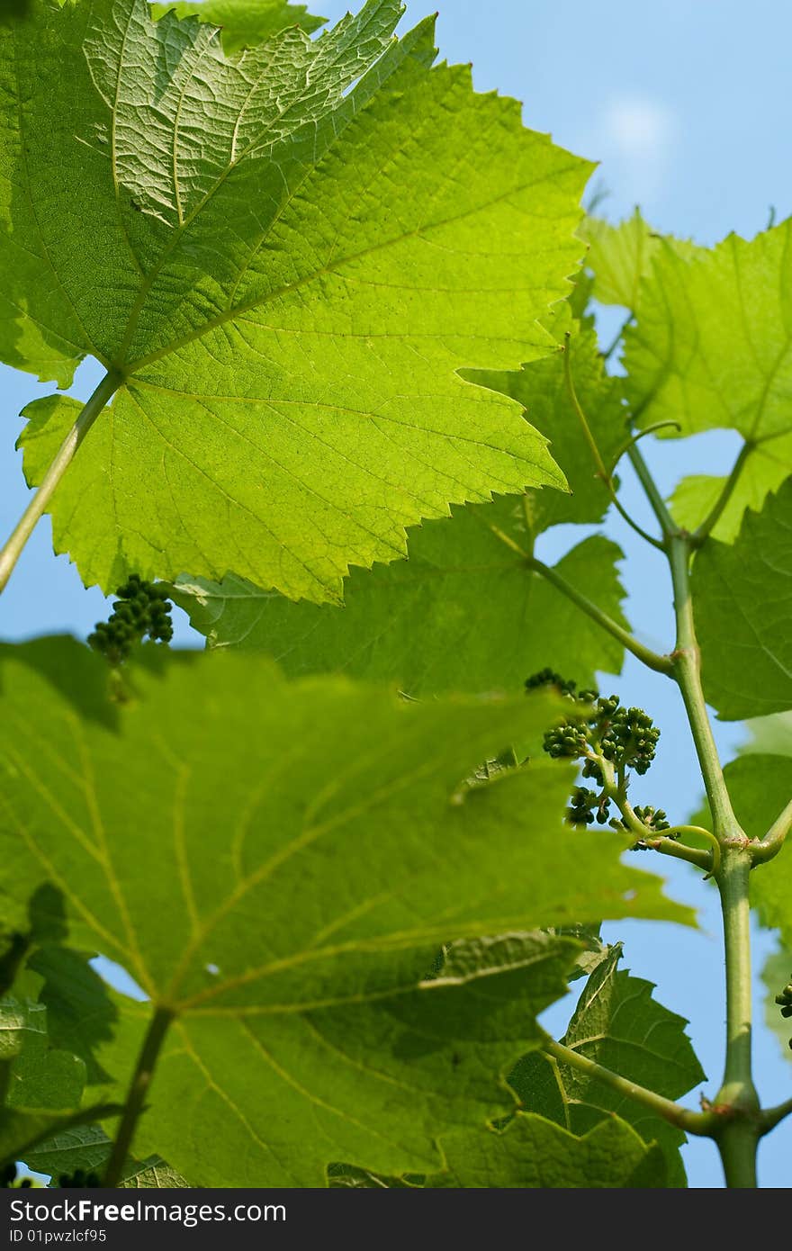 Grape leaves across the sky