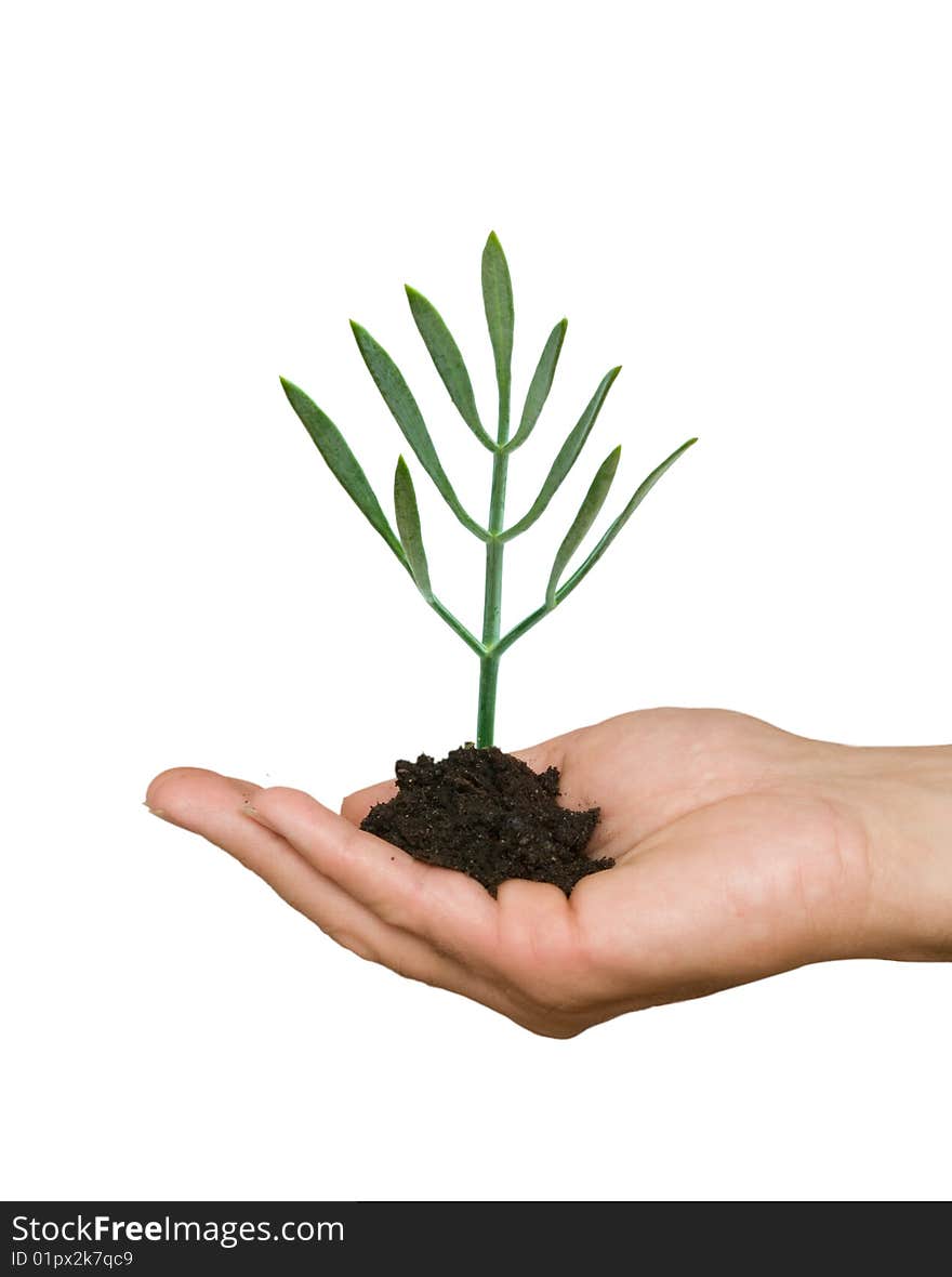 A sprout in palms as a symbol of nature protection