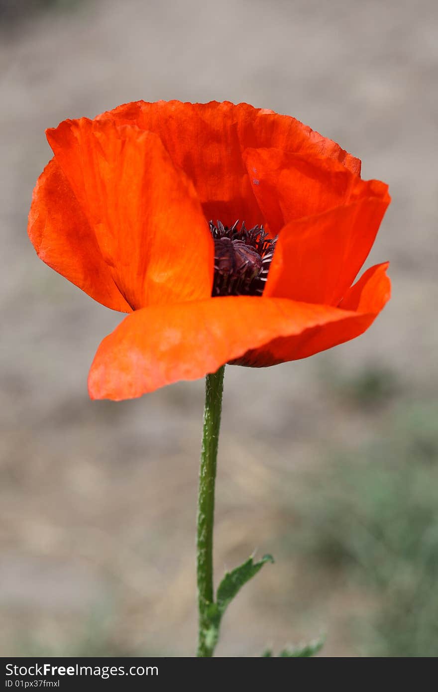 Poppy