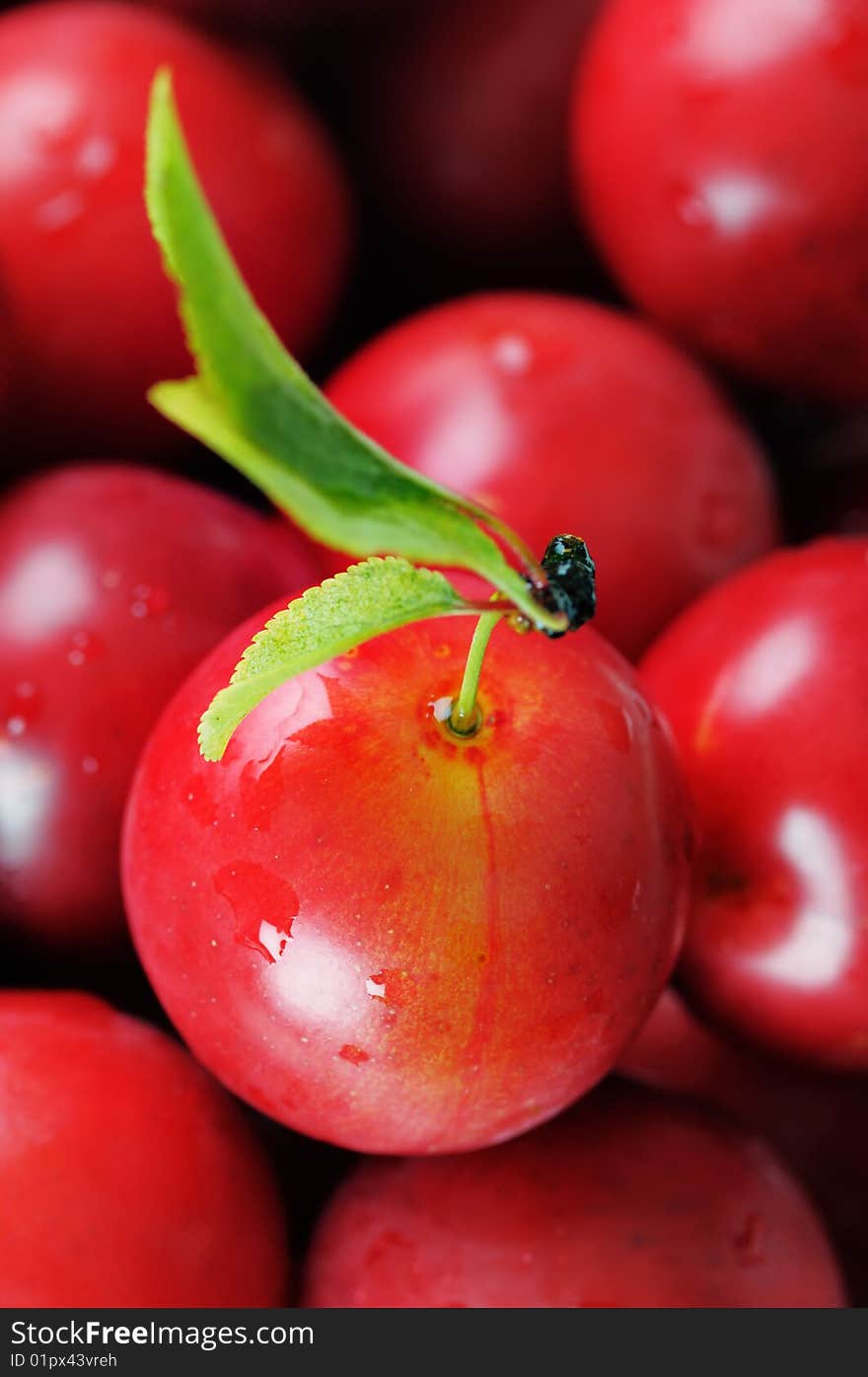 Cherry-plum.