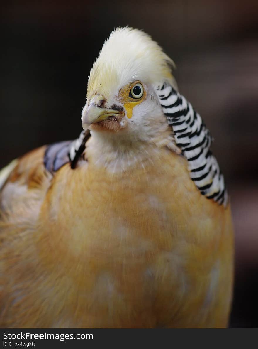 Golden pheasant.