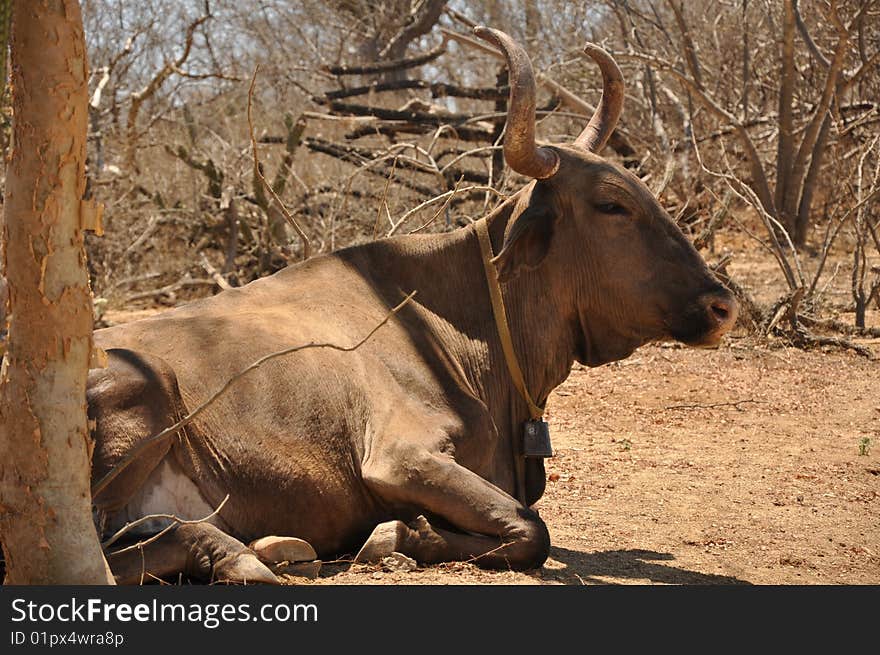 In  Baja California Sur Mexico cows and bulls roam free in the desert landscape not hindered by fences and their horns remain uncut. In  Baja California Sur Mexico cows and bulls roam free in the desert landscape not hindered by fences and their horns remain uncut