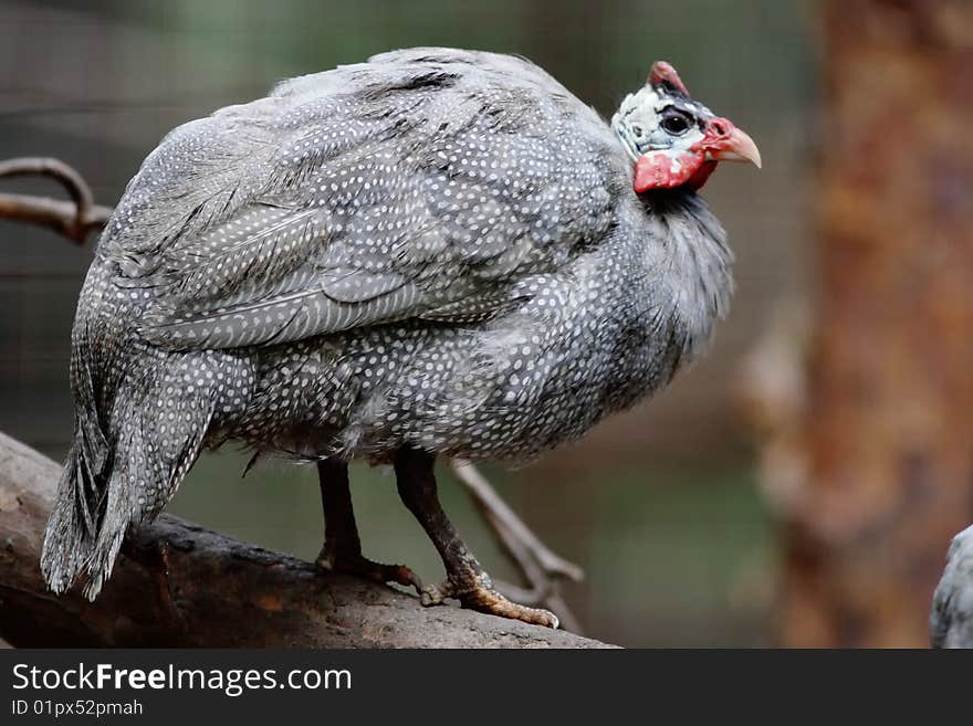 Guinea-fowl sitting on the branch. Guinea-fowl sitting on the branch.