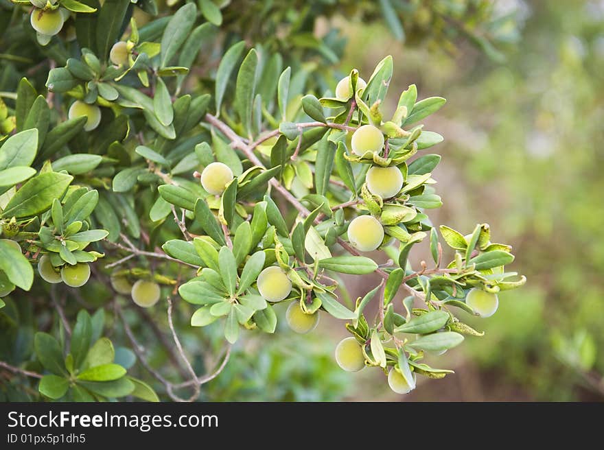 Ripe Figs