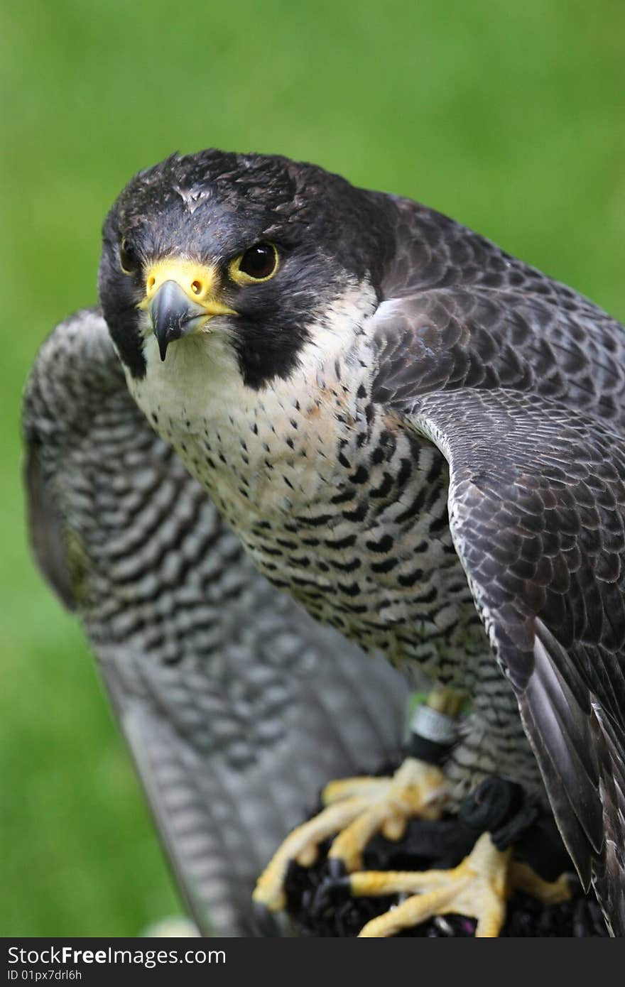 The Peregrine Falcon (Falco peregrinus), also known simply as the Peregrine,and historically as the Duck Hawk in North America, is a cosmopolitan bird of prey in the family Falconidae. It is a large, crow-sized falcon, with a blue-gray back, barred white underparts, and a black head and moustache. It can reach speeds over 320 km/h (200 mph) in a stoop, making it the fastest animal in the world. The Peregrine Falcon (Falco peregrinus), also known simply as the Peregrine,and historically as the Duck Hawk in North America, is a cosmopolitan bird of prey in the family Falconidae. It is a large, crow-sized falcon, with a blue-gray back, barred white underparts, and a black head and moustache. It can reach speeds over 320 km/h (200 mph) in a stoop, making it the fastest animal in the world.