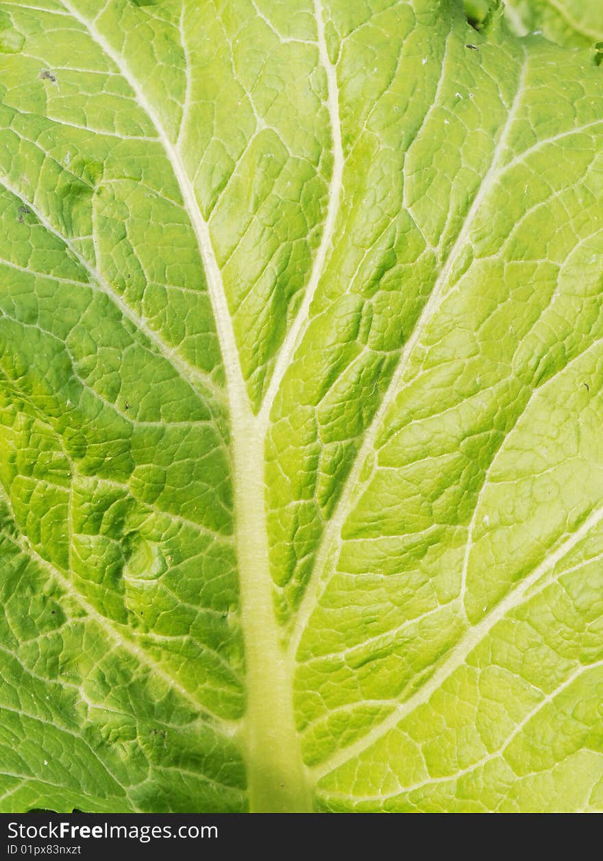 The cabbage leaf