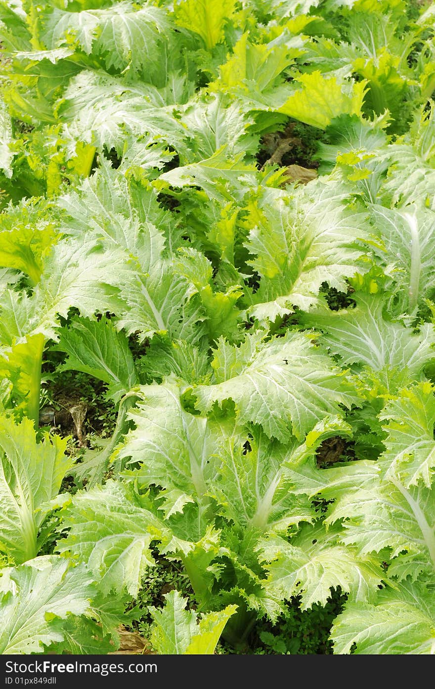 The lively and flourish green vegetable in the field. The lively and flourish green vegetable in the field.