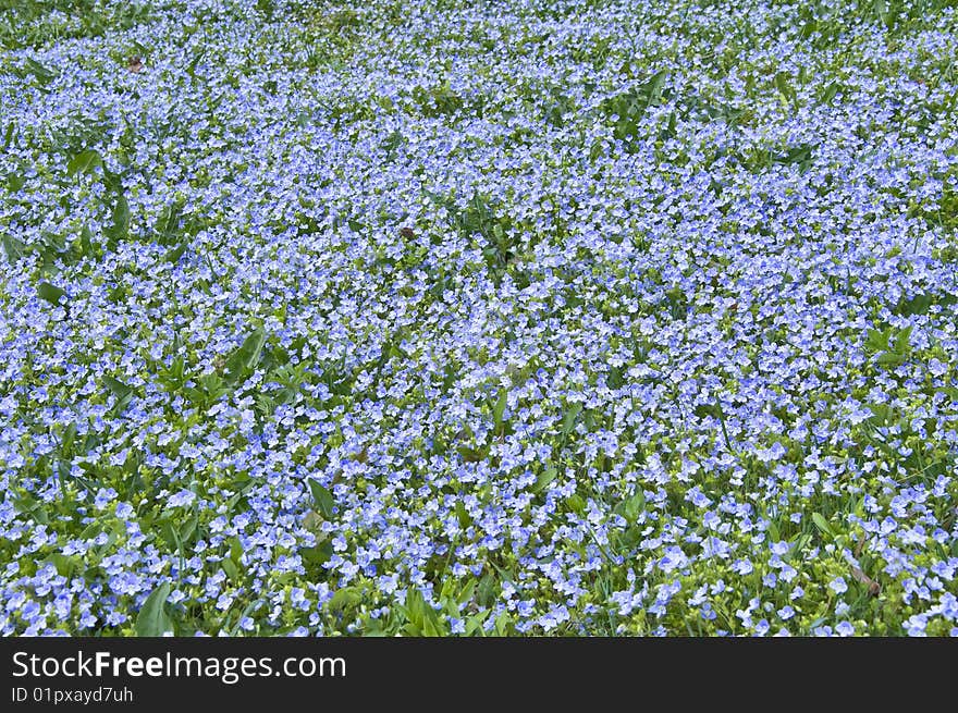 Field Flowers